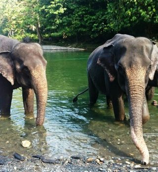 Tangkahan Elephant Tour