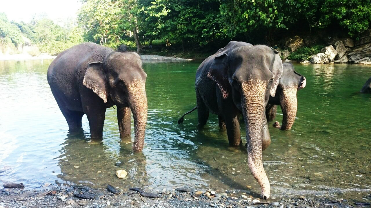 Tangkahan Elephant Tour
